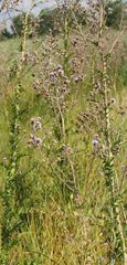Cirsium brachycephalum