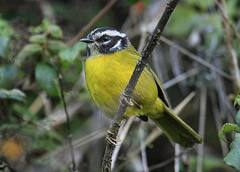 Myiothlypis basilica