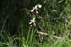 Ophrys bertolonii balearica