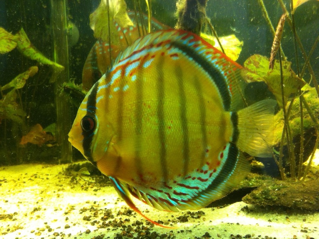 Green Discus