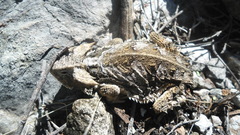Phrynosoma taurus