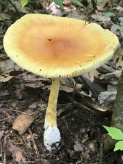 Amanita arkansana