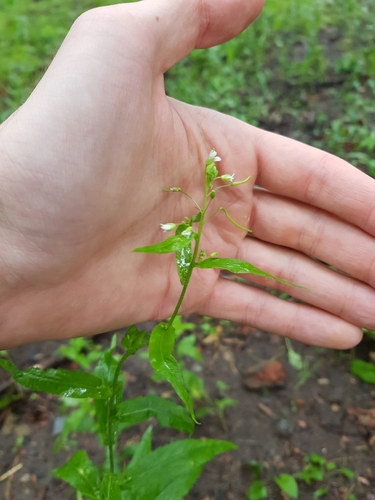 Наблюдение на iNaturalist