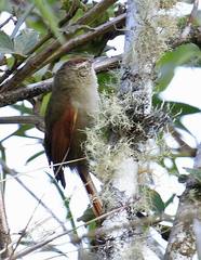 Cranioleuca hellmayri