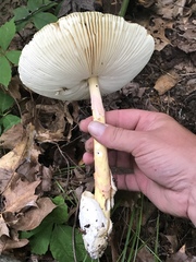 Amanita arkansana