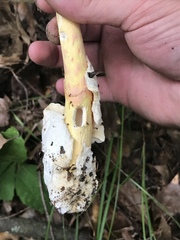 Amanita arkansana