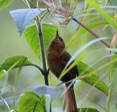 Synallaxis fuscorufa