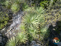 Agave petrophila
