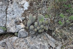Mammillaria tonalensis