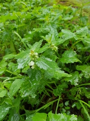 Lamium album