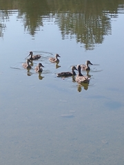 Anas platyrhynchos