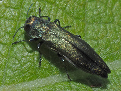 Agrilus viridis