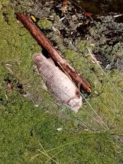 Cyprinus rubrofuscus