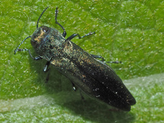 Agrilus viridis