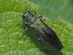 Agrilus viridis