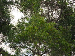 Acacia confusa