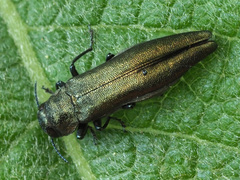 Agrilus viridis