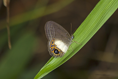 Splendeuptychia quadrina