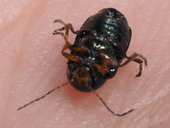 Cryptocephalus nitidulus