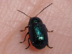 Cryptocephalus nitidulus