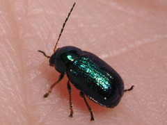 Cryptocephalus nitidulus