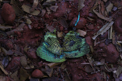 Arcas imperialis