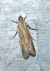 Phycitodes inquinatella