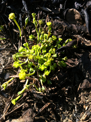 Euphorbia ipecacuanhae