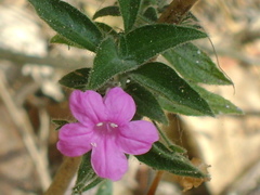 Ruellia inundata