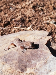 Pachydactylus mariquensis