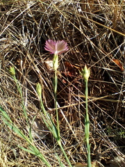 Dianthus deltoides