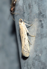 Phycitodes inquinatella