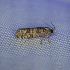 Retinia gemistrigulana
