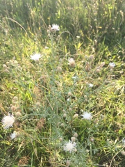 Centaurea pseudomaculosa