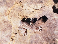 Pachydactylus mariquensis