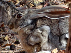 Lepus alleni