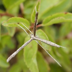 Stenoptilia