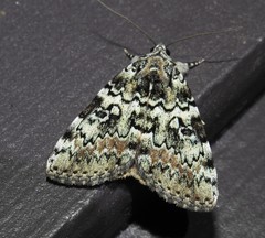 Catocala connubialis