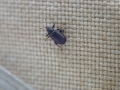 Rhamphus oxyacanthae