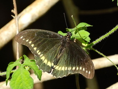 Battus polydamas polydamas