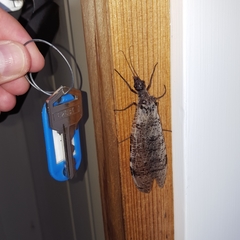 Dysmicohermes disjunctus