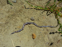 Hypsiglena ochrorhynchus klauberi