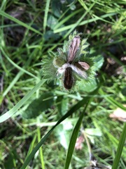 Dracocephalum grandiflorum