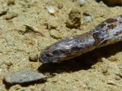 Hypsiglena ochrorhynchus klauberi
