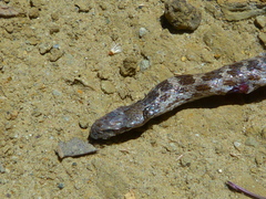 Hypsiglena ochrorhynchus klauberi