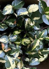 Magnoliopsida
