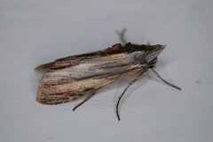 Cucullia convexipennis