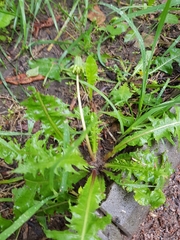 Taraxacum officinale