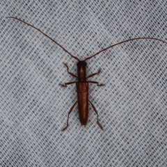 Aneflomorpha subpubescens