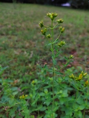Hypericum × desetangsii